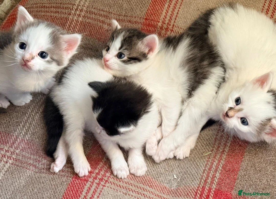 Mixed Breed cats for sale: Beautiful fluffy kittens  - Advert 11