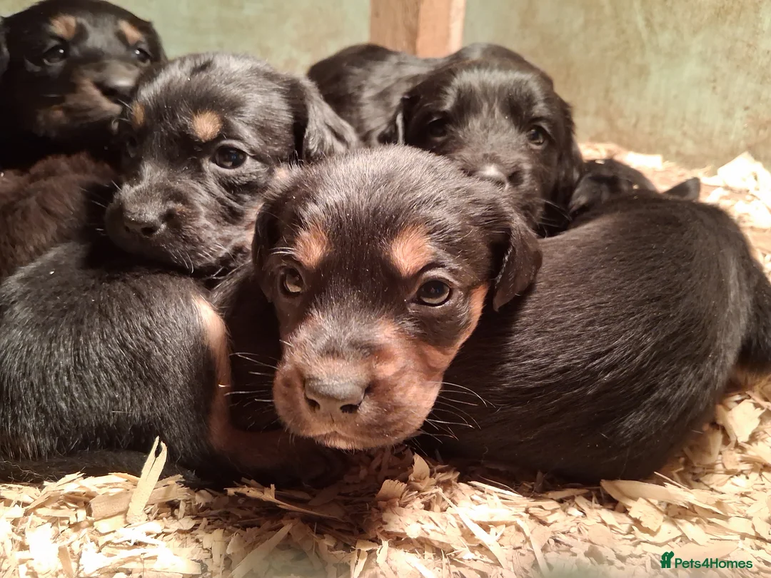 Mixed Breed dogs for sale: Cocker x collie puppies - Advert 3