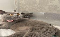 British Shorthair cats for sale: GCCF registered Champion bloodline BSH kittens - Image 21