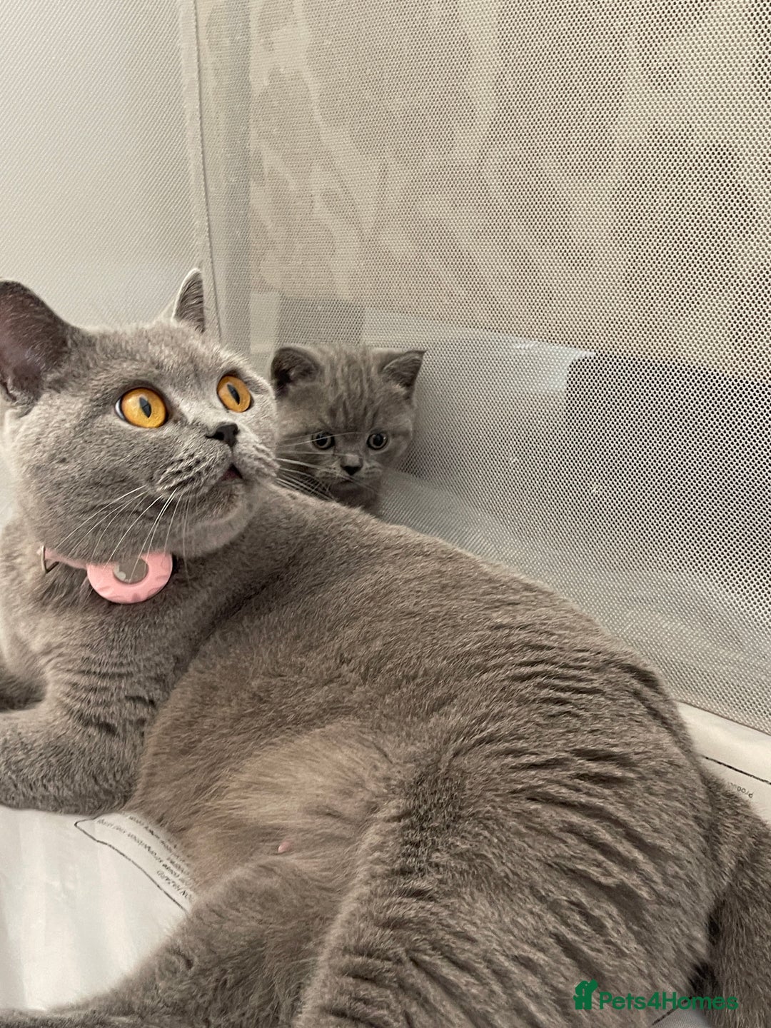 British Shorthair cats for sale: GCCF registered Champion bloodline BSH kittens - Image 21