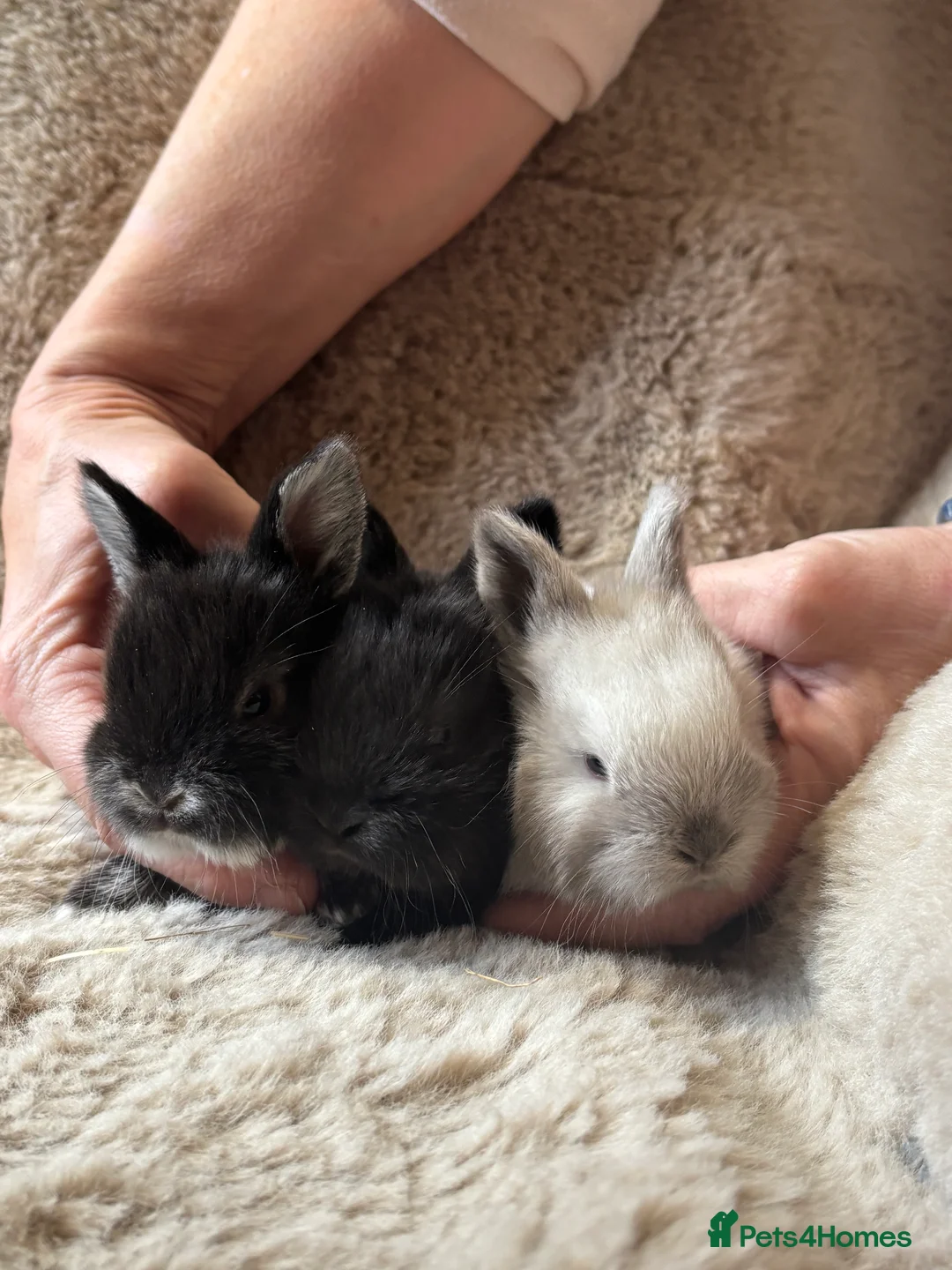 Mixed Breed rabbits for sale:  6 baby Sandellers x Holland lops  - Advert 7