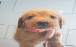 Labradoodle dogs for sale: ONLY 4 GIRLS LEFT F1 miniature labradoodles - Image 21