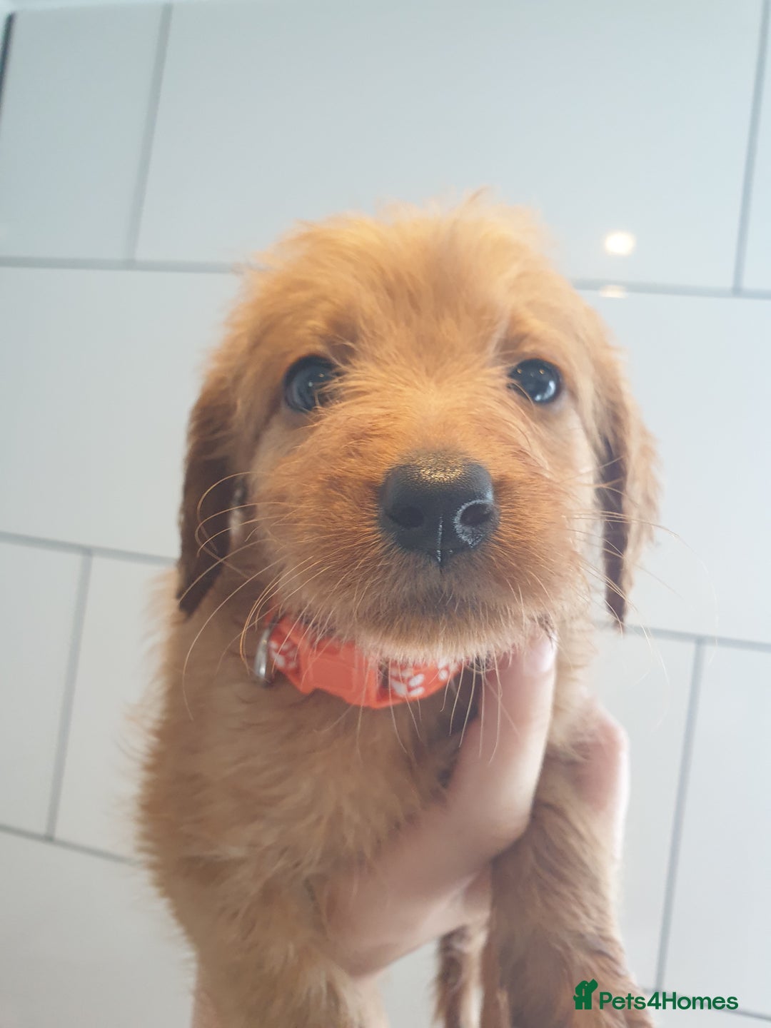 Labradoodle dogs for sale: ONLY 4 GIRLS LEFT F1 miniature labradoodles - Image 21