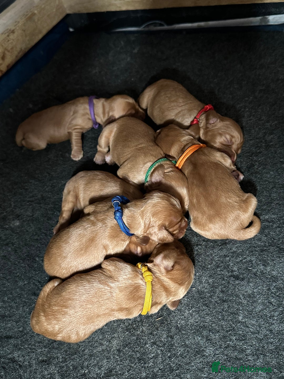 Cocker Spaniel dogs for sale: Cocker Spaniels  - Advert 3