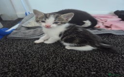 Mixed Breed cats for sale: Two beautiful girls. Ready to leave Saturday  - Image 9