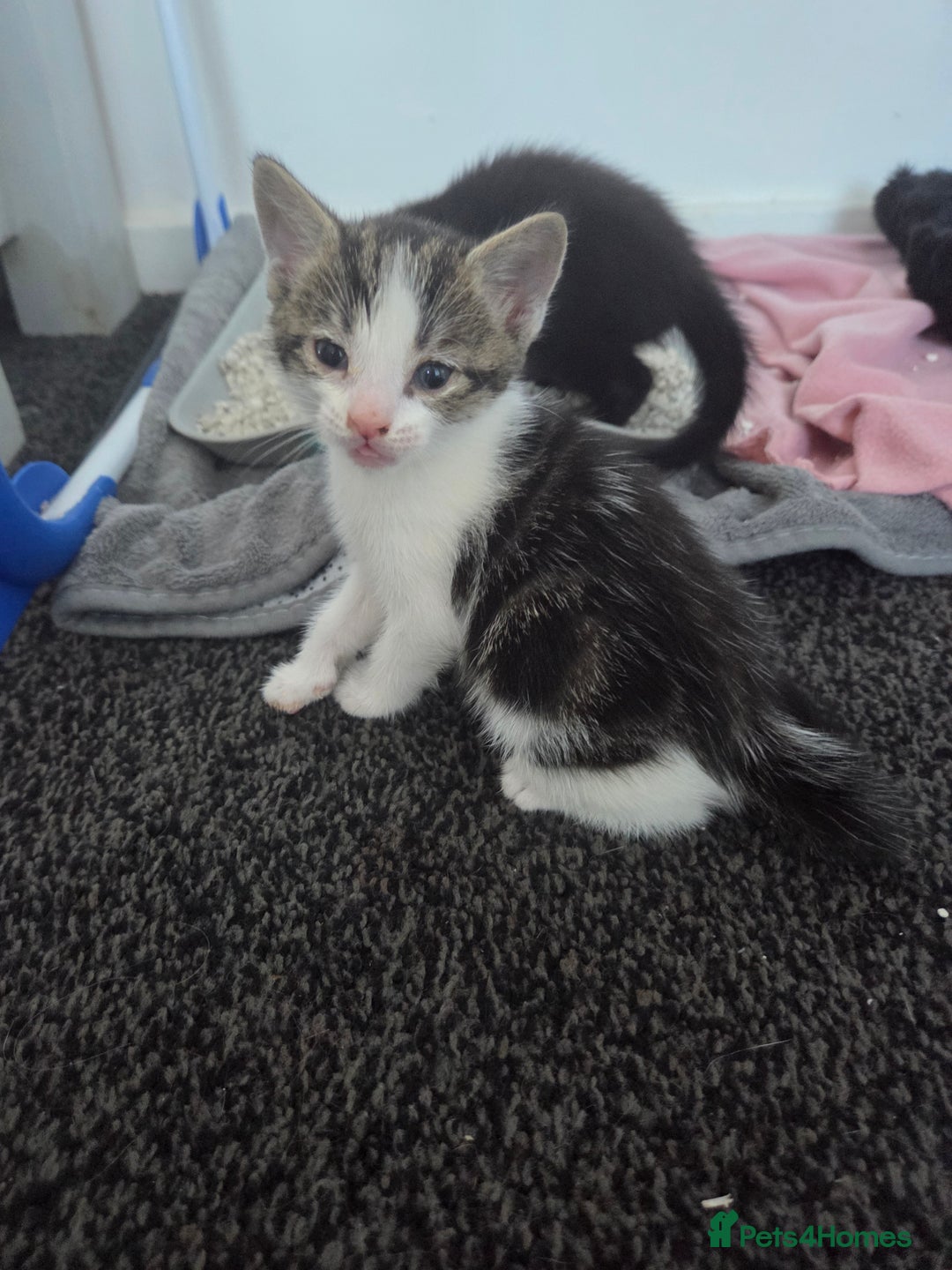 Mixed Breed cats for sale: Two beautiful girls. Ready to leave Saturday  - Image 9