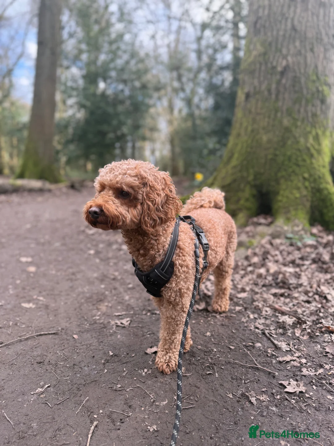 Poochon dogs for stud: Poochon Stud in Hatfield - Advert 2