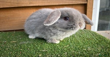 Mini Lop rabbits Litter of pure mini lop babies - Advert 12