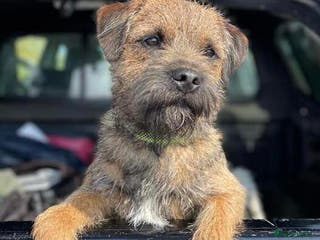 Border Terrier dogs Border Terrier for stud , Slem tested, family pet in Woodbridge - Advert 10