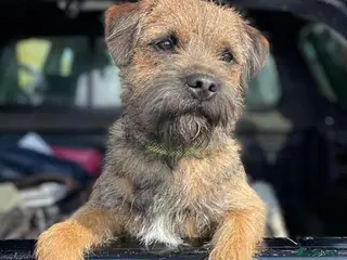 Border Terrier dogs Border Terrier for stud , Slem tested, family pet in Woodbridge - Advert 8