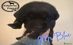 Labrador Retriever dogs for sale: *Ready Now* Quality Black Labradors  - Image 6