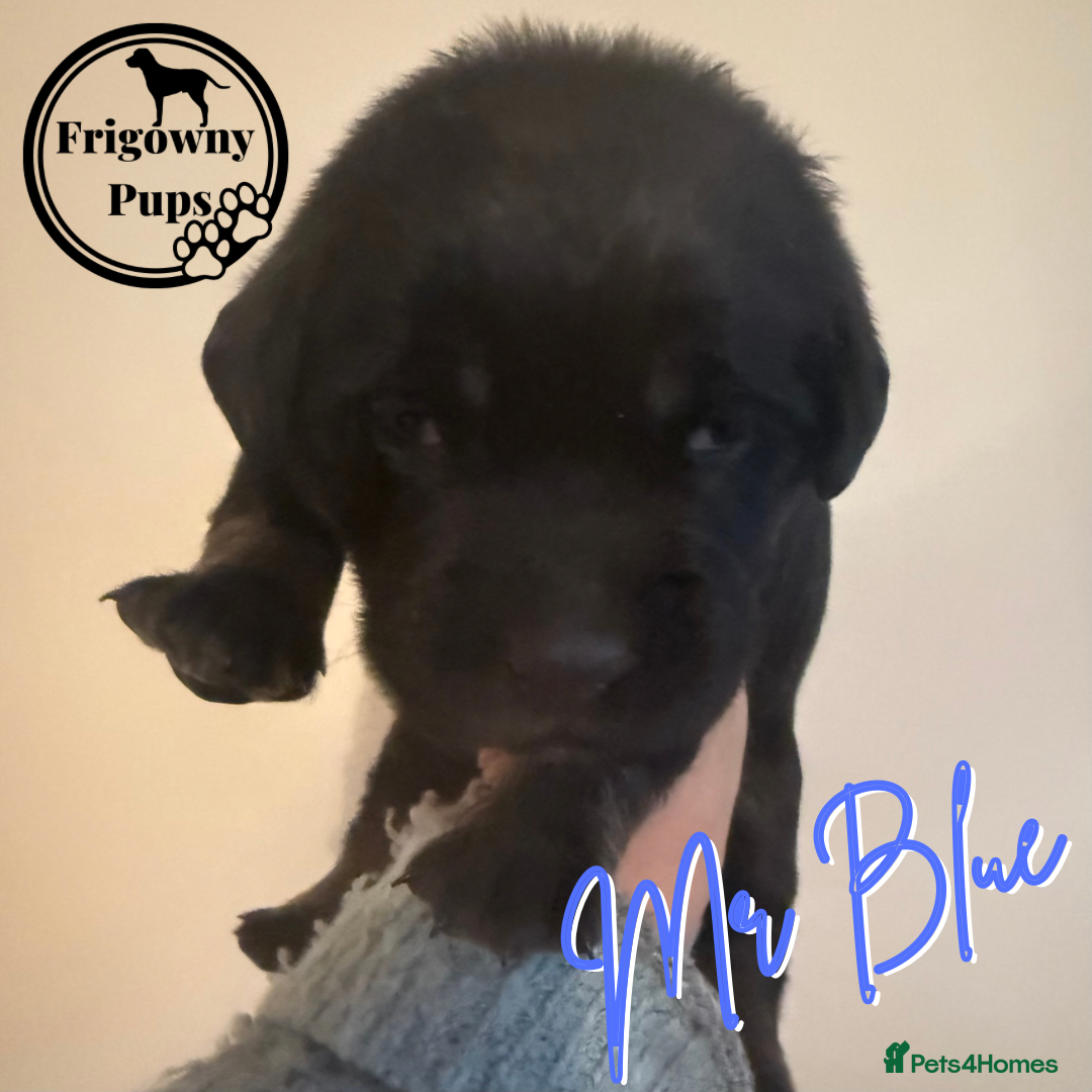 Labrador Retriever dogs for sale: *Ready Now* Quality Black Labradors  - Image 6