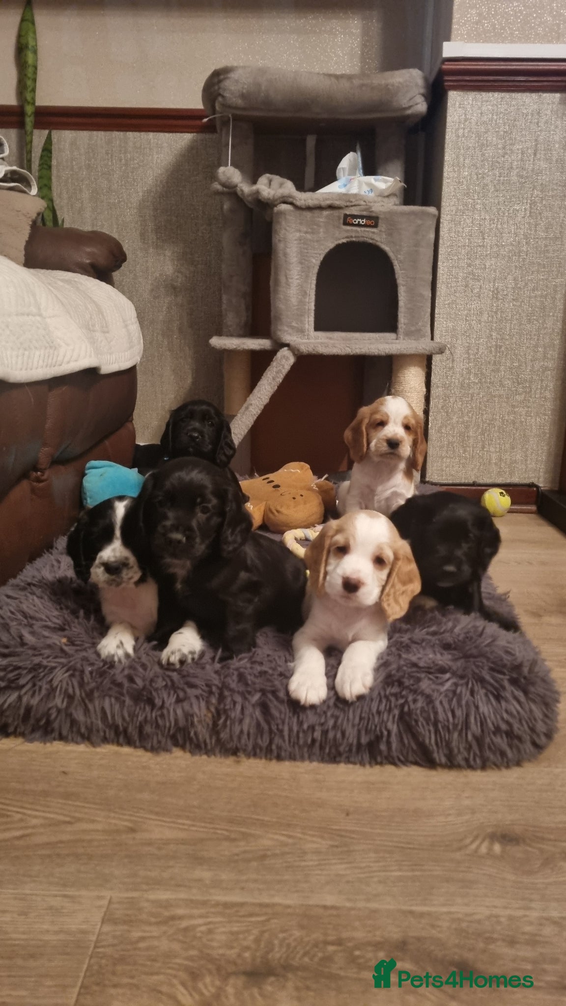 Cocker Spaniel dogs Adorable Cocker Spaniel Puppies for Sale 🐾 - Advert 1