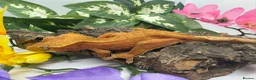 Gecko reptiles for sale: Crested gecko collection for sale  - Advert 1