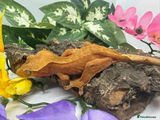 Gecko reptiles for sale: Crested gecko collection for sale - Advert 1