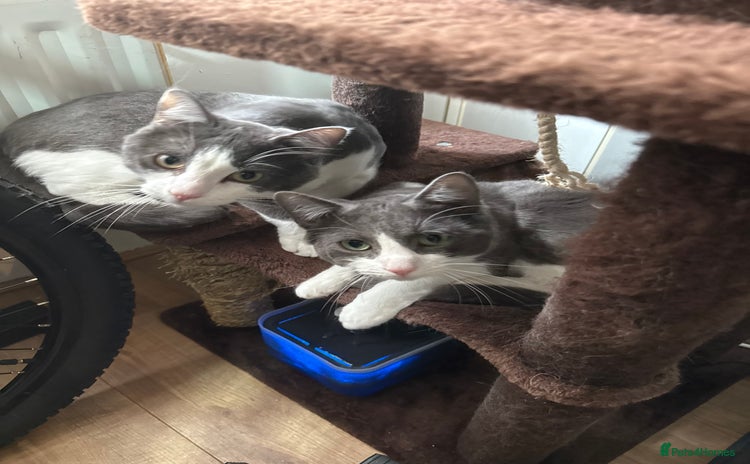 Mixed Breed cats - Advert 8