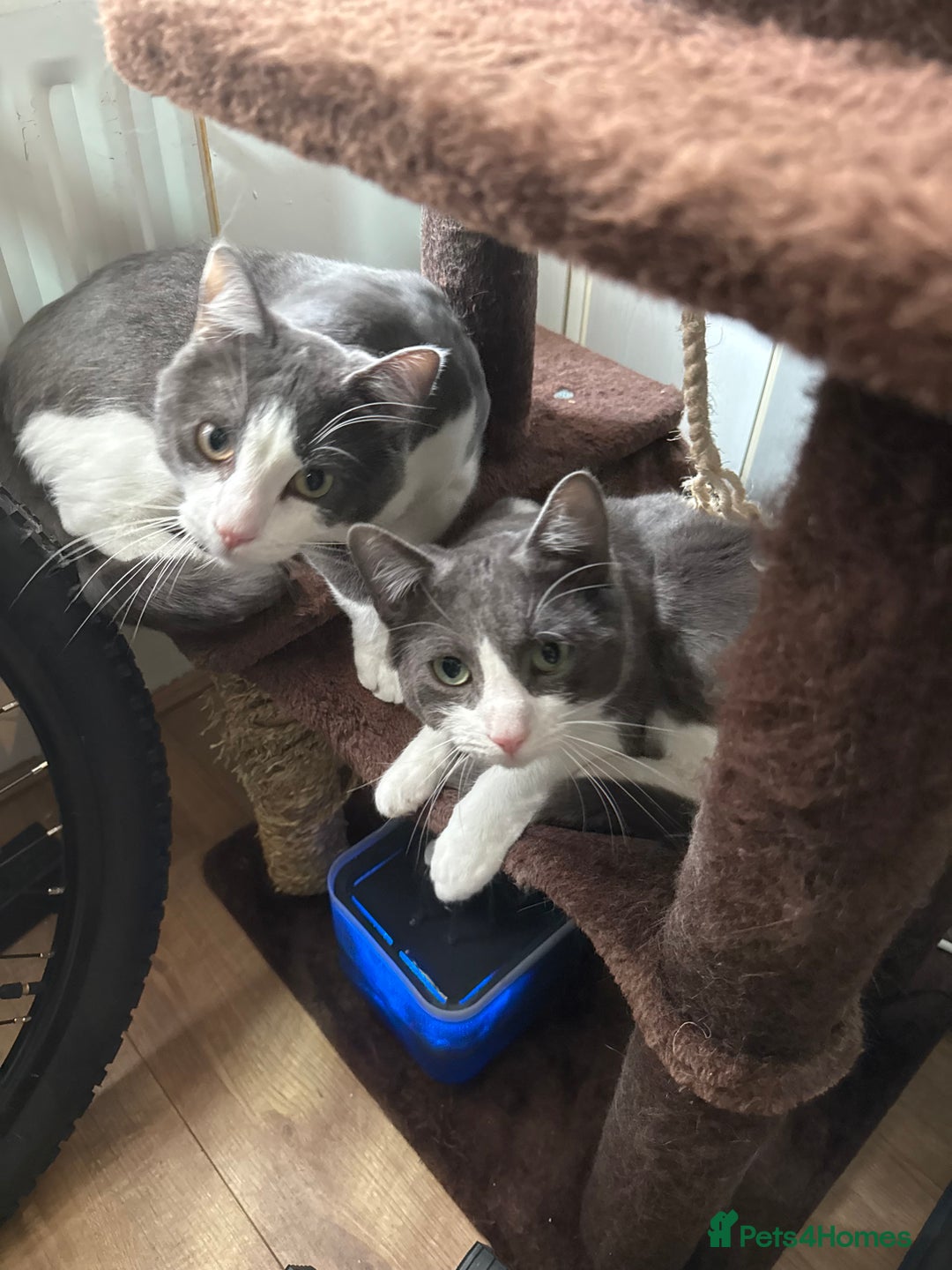 Mixed Breed cats for sale: Two brothers looking for new home - Image 1