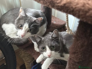 Mixed Breed cats - Advert 19