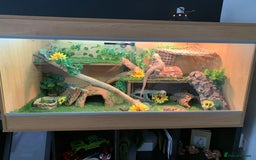 Bearded Dragon reptiles for sale: bearded dragon and vivarium - Image 4