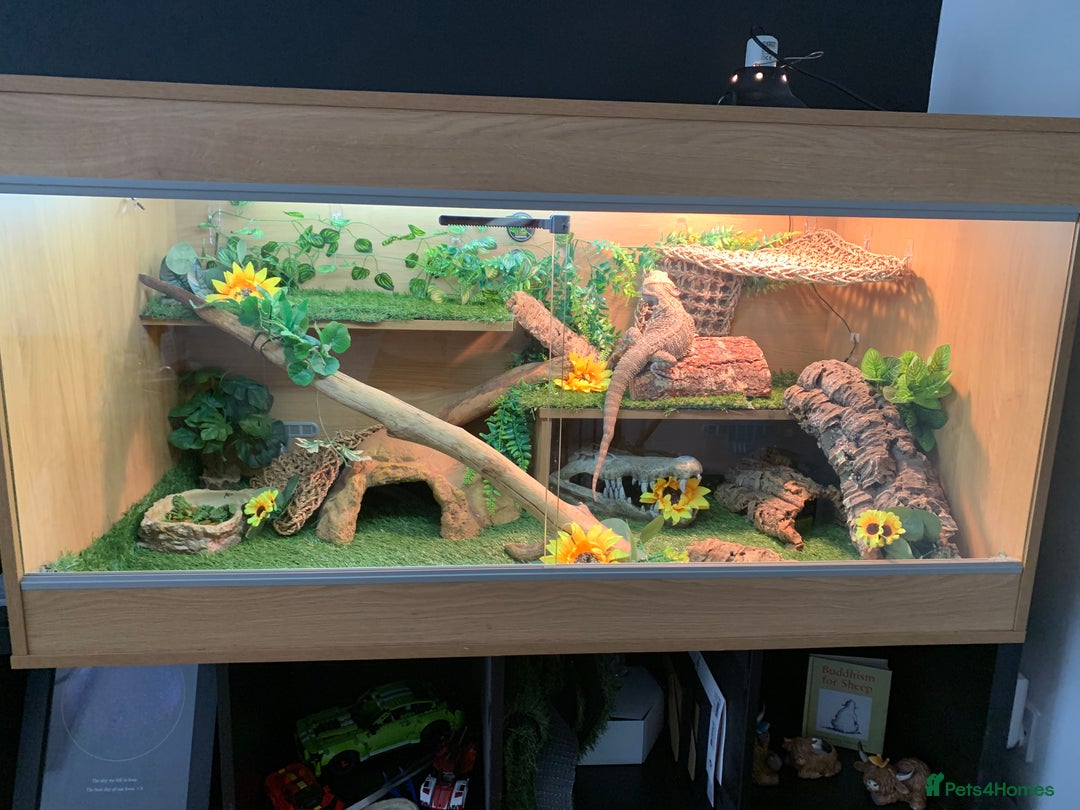 Bearded Dragon reptiles for sale: bearded dragon and vivarium - Image 4