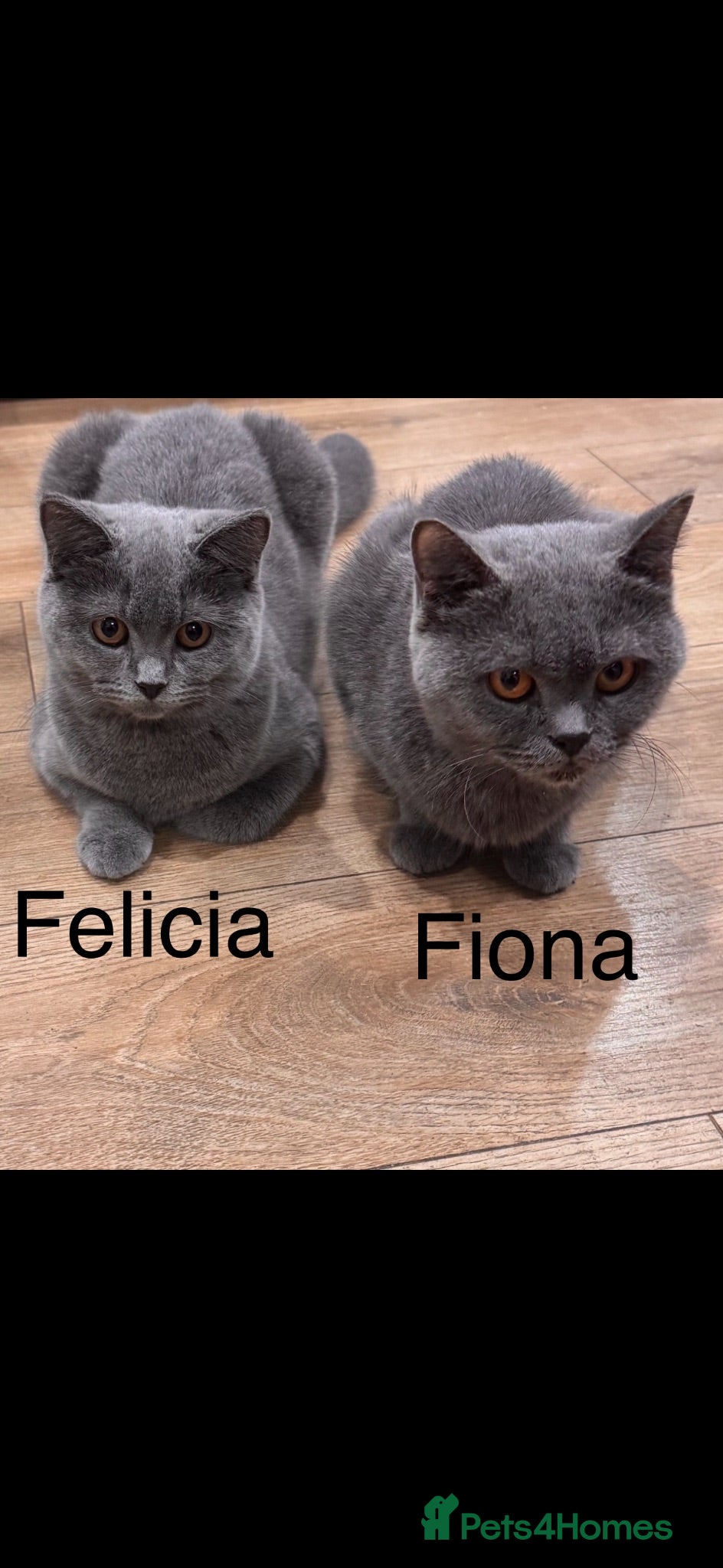 British Shorthair cats GCCF ACTIVE QUEEN’S 1 GIRL LEFT!!! - Advert 3