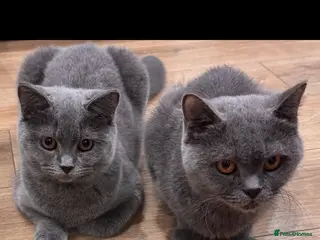 British Shorthair cats GCCF ACTIVE QUEEN’S 1 GIRL LEFT!!! - Advert 3