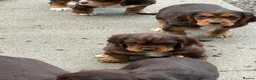 Mixed Breed dogs for sale: Absolutely stunning litter of F1 “Clockers”  - Advert 2