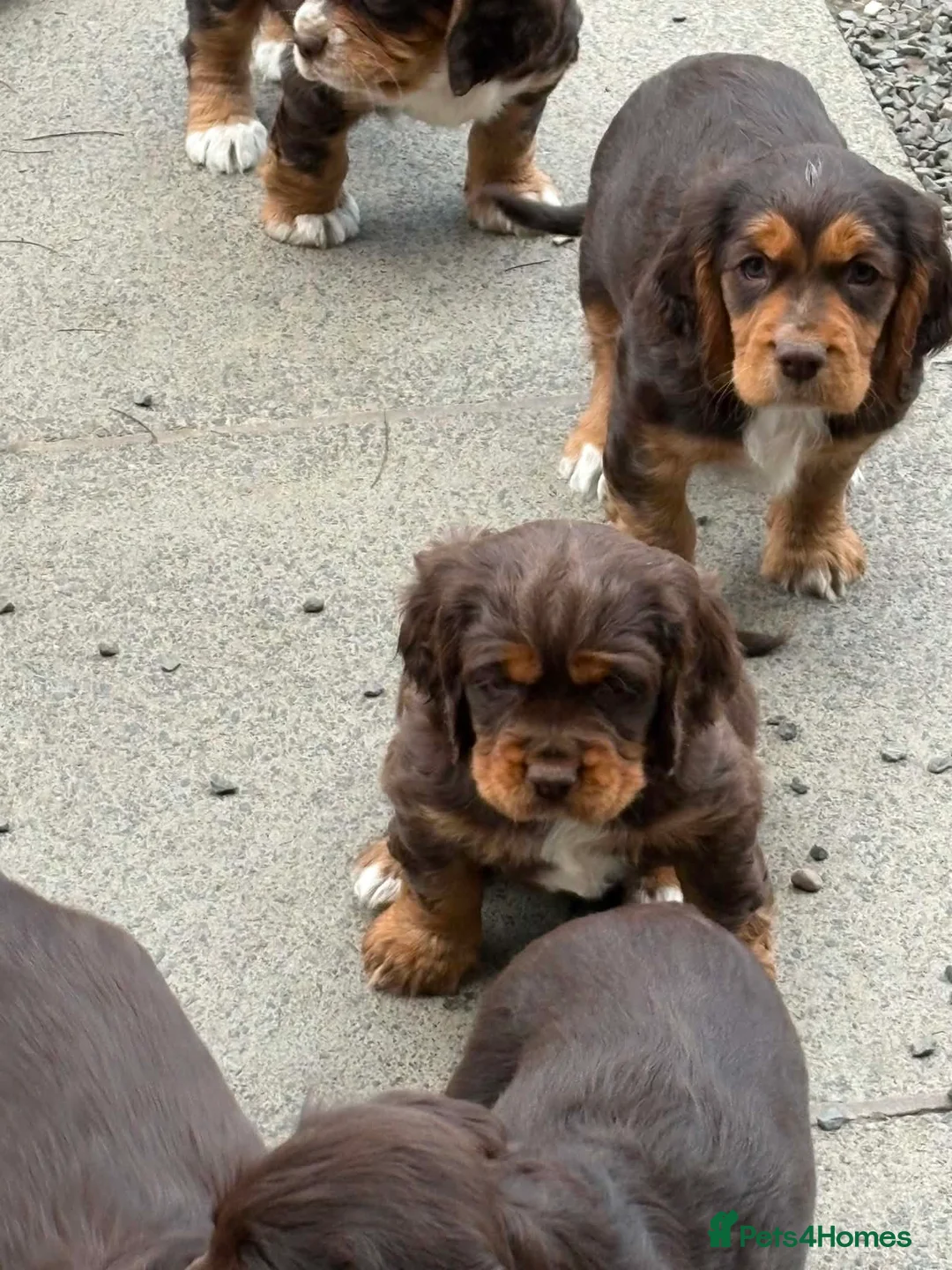 Mixed Breed dogs for sale: Absolutely stunning litter of F1 “Clockers”  - Advert 2