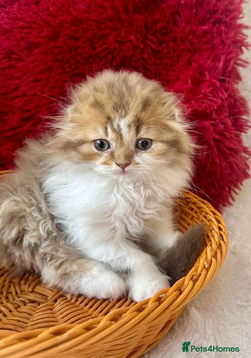 British Longhair cats beautiful british long hair boy kitten  - Advert 1