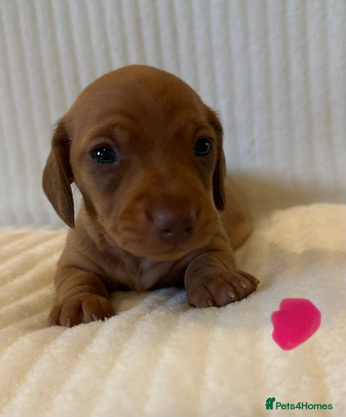 Miniature Dachshund dogs KC PRA clear miniature Dachshunds - Advert 15