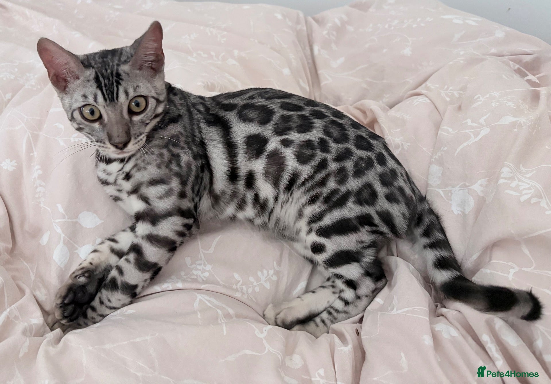 Bengal cats Silver Bengal kitten - Advert 1