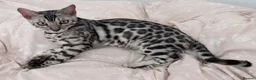 Bengal cats for sale: Silver Bengal kitten - Advert 1
