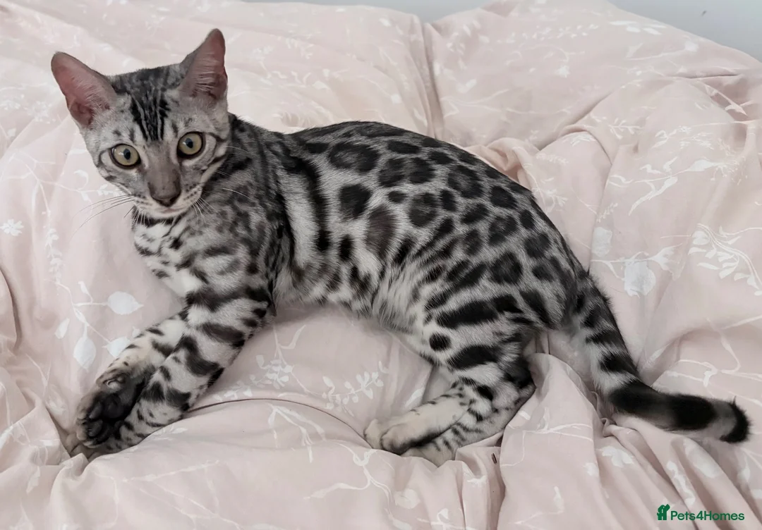 Bengal cats for sale: Silver Bengal kitten - Advert 1
