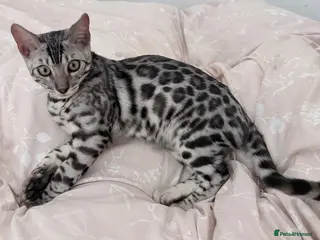 Bengal cats Silver Bengal kitten - Advert 1