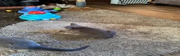 Burmese cats for sale: Gorgeous Playful Loving Burmese Kittens  - Advert 3