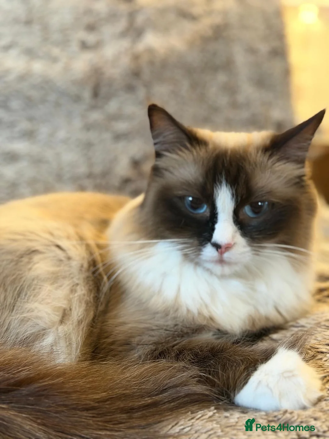 Ragdoll cats for sale: Beautiful Ragdoll Kittens Ready Soon 🐾 - Advert 1