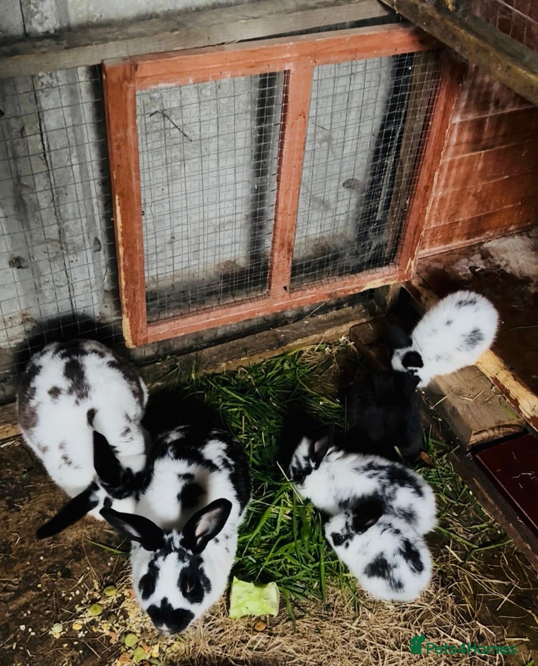 Continental Giant rabbits for sale: Continental Giant bunnies - Image 1