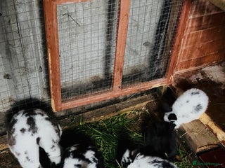 Continental Giant rabbits - Advert 2