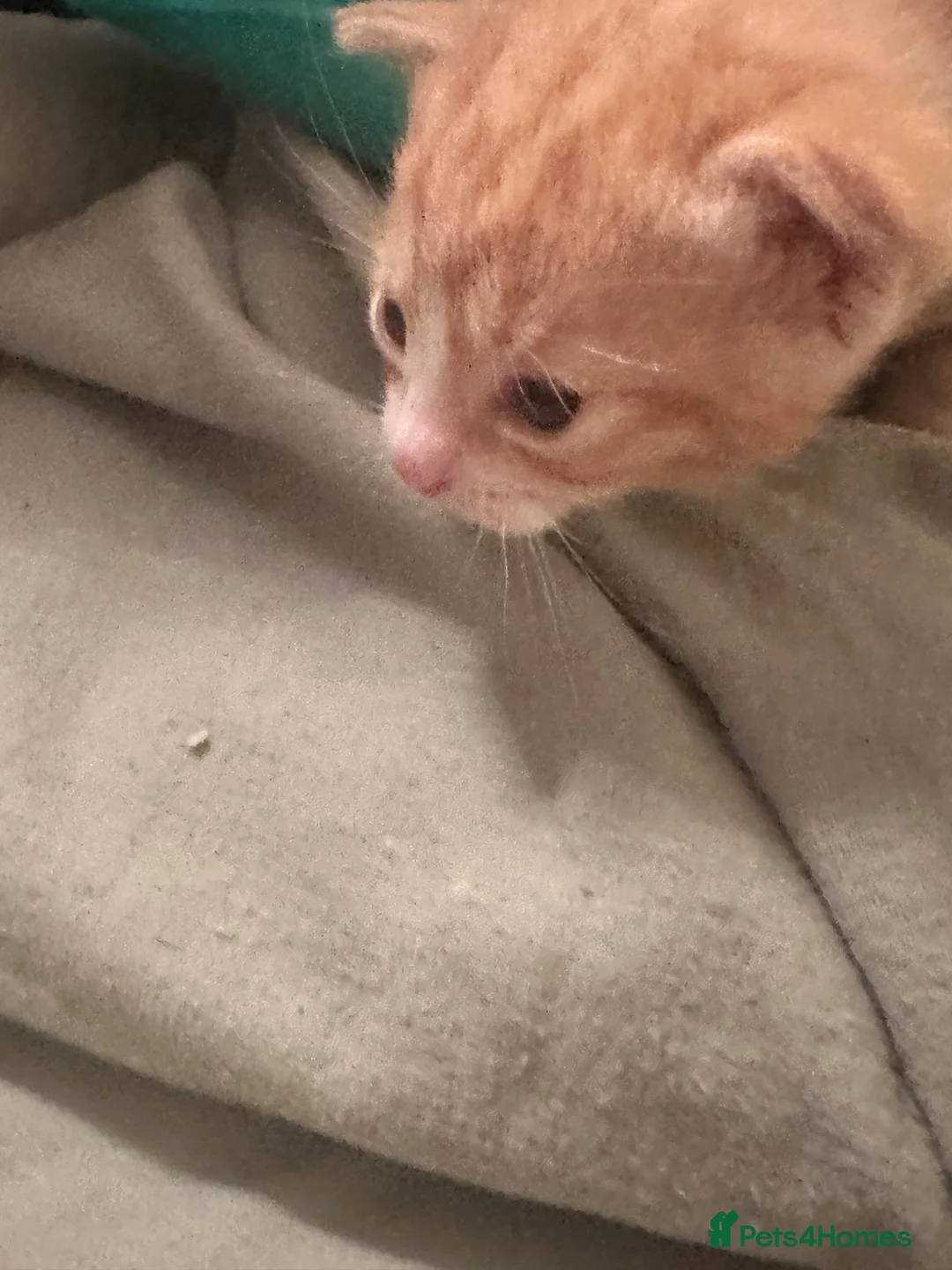 Mixed Breed cats for sale: Kittens for sale - Advert 10