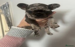 French Bulldog dogs for sale: Beautiful French bulldogs seek homes - Image 19