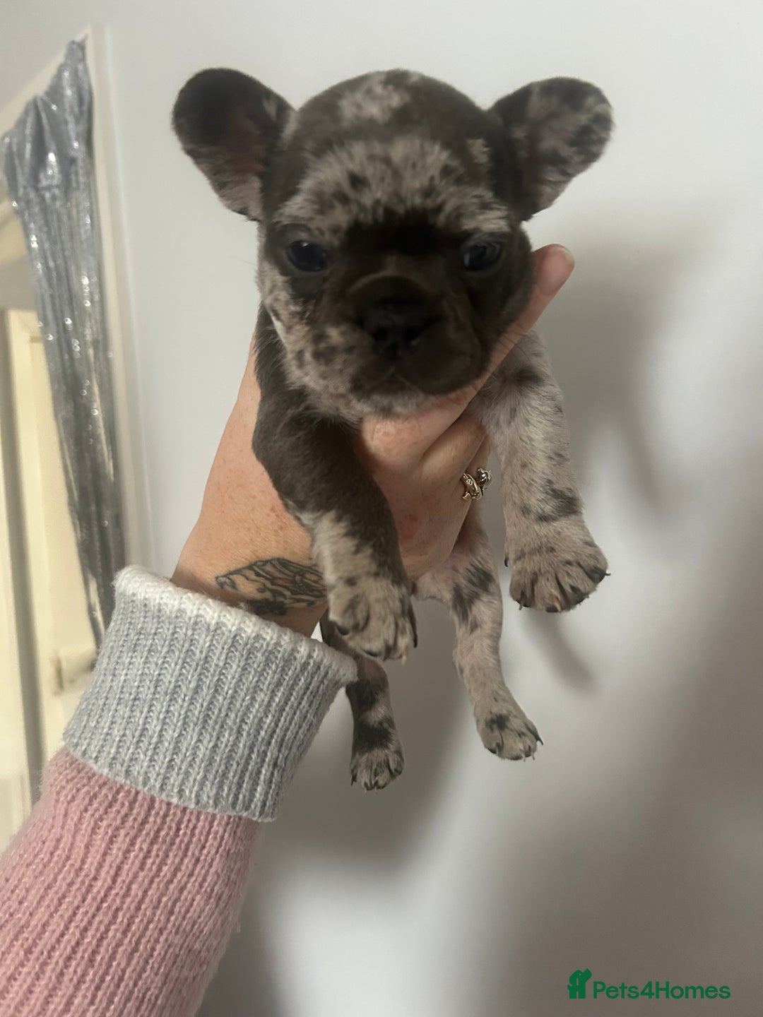 French Bulldog dogs for sale: Beautiful French bulldogs seek homes - Image 19