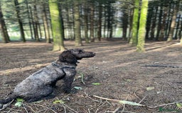 Cockapoo dogs for sale: Conkers needs a new home - Image 5