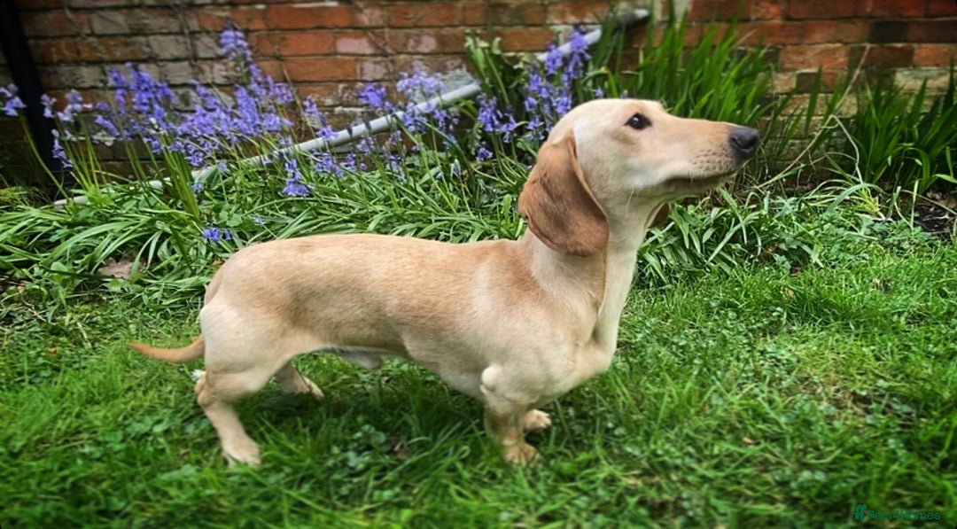 Miniature Dachshund dogs for stud: KC Reg- PRA clear Smooth haired Cream Stud  in Southampton - Advert 3