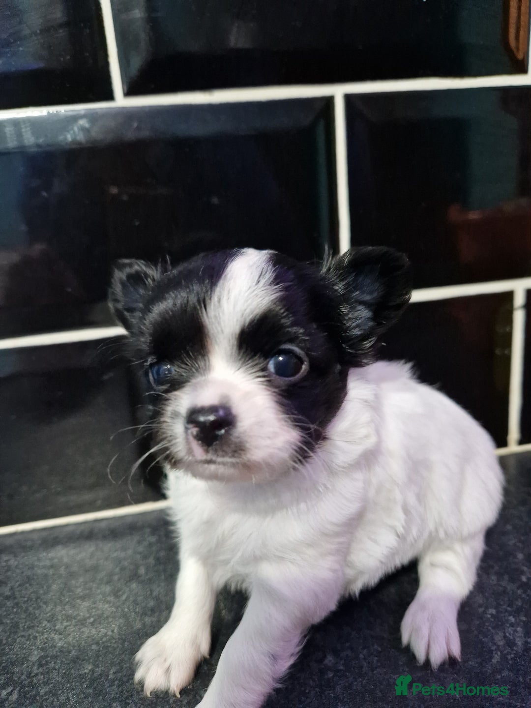 Chihuahua dogs for sale: Chihuahua girl ready to leave - Advert 2