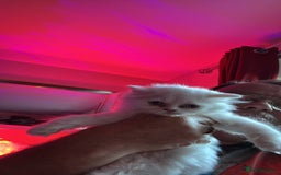 Mixed Breed cats for sale: 2 beautiful Persian/ragdoll boys  - Image 4