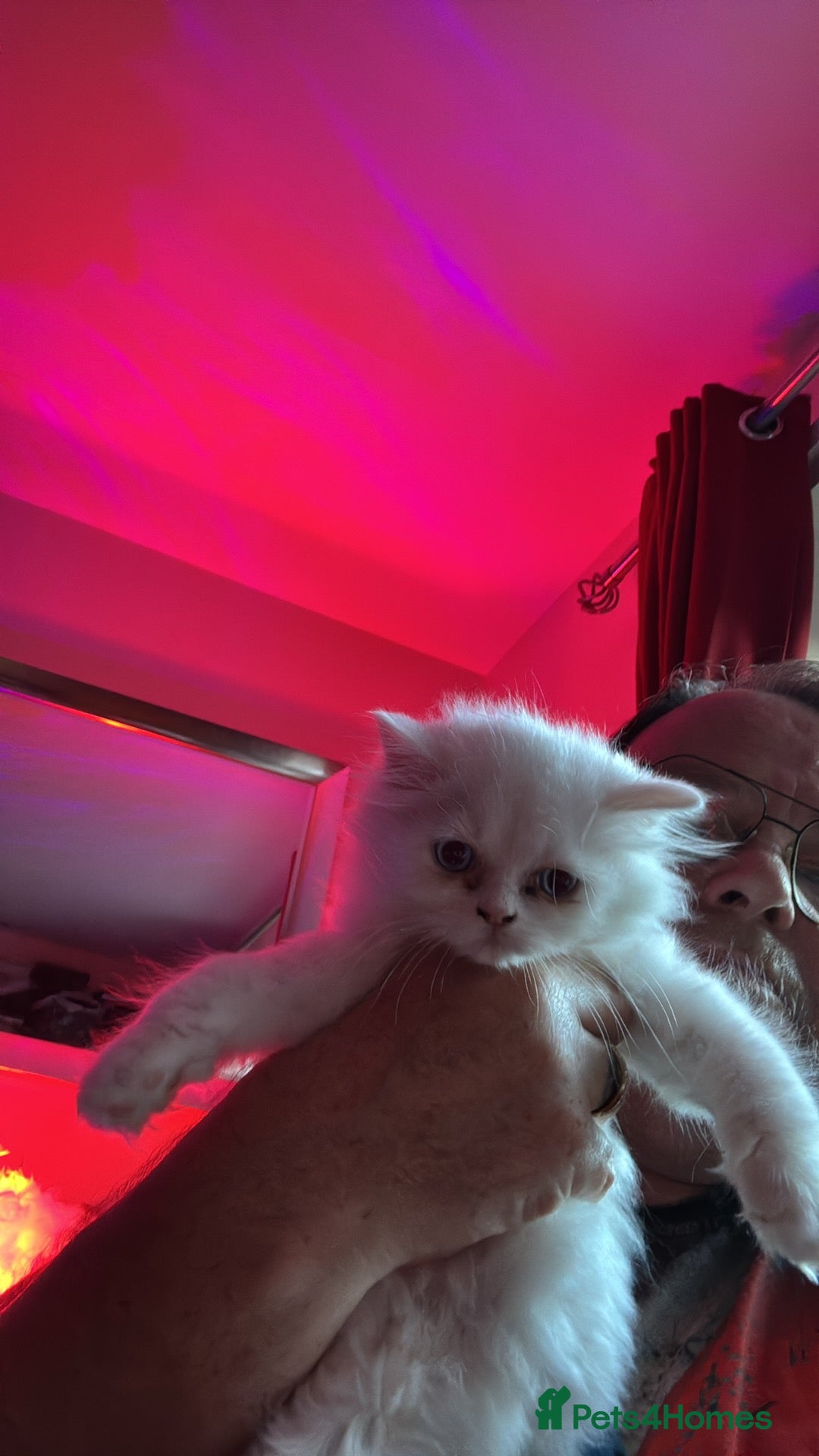 Mixed Breed cats for sale: 2 beautiful Persian/ragdoll boys  - Image 4
