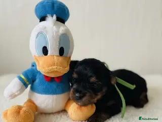 Yorkshire Terrier dogs Adorarable Yorkie Boys 5🌟Licenced Breeder - Advert 2