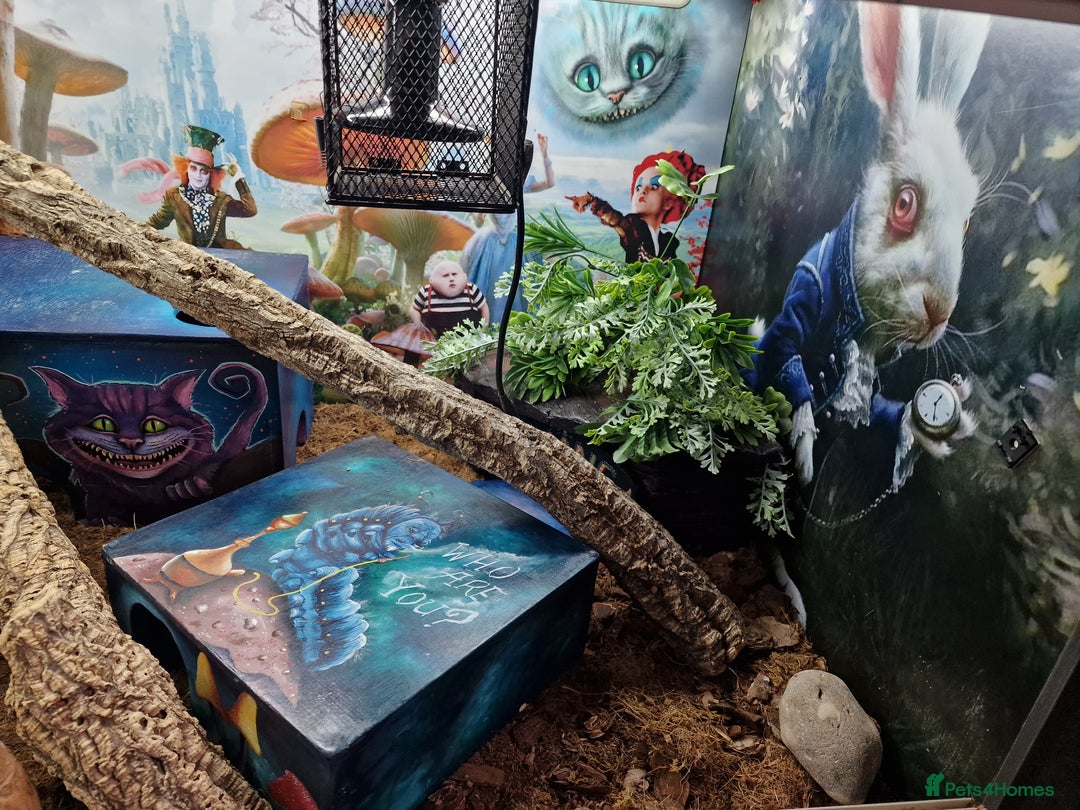 Python Snake reptiles for sale: Gorgeous royal python and full set up - Advert 6