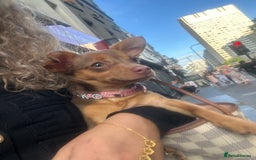Mixed Breed dogs for sale: Cutest girl chihuahua 5 months, fits in my bag🥺 - Image 3