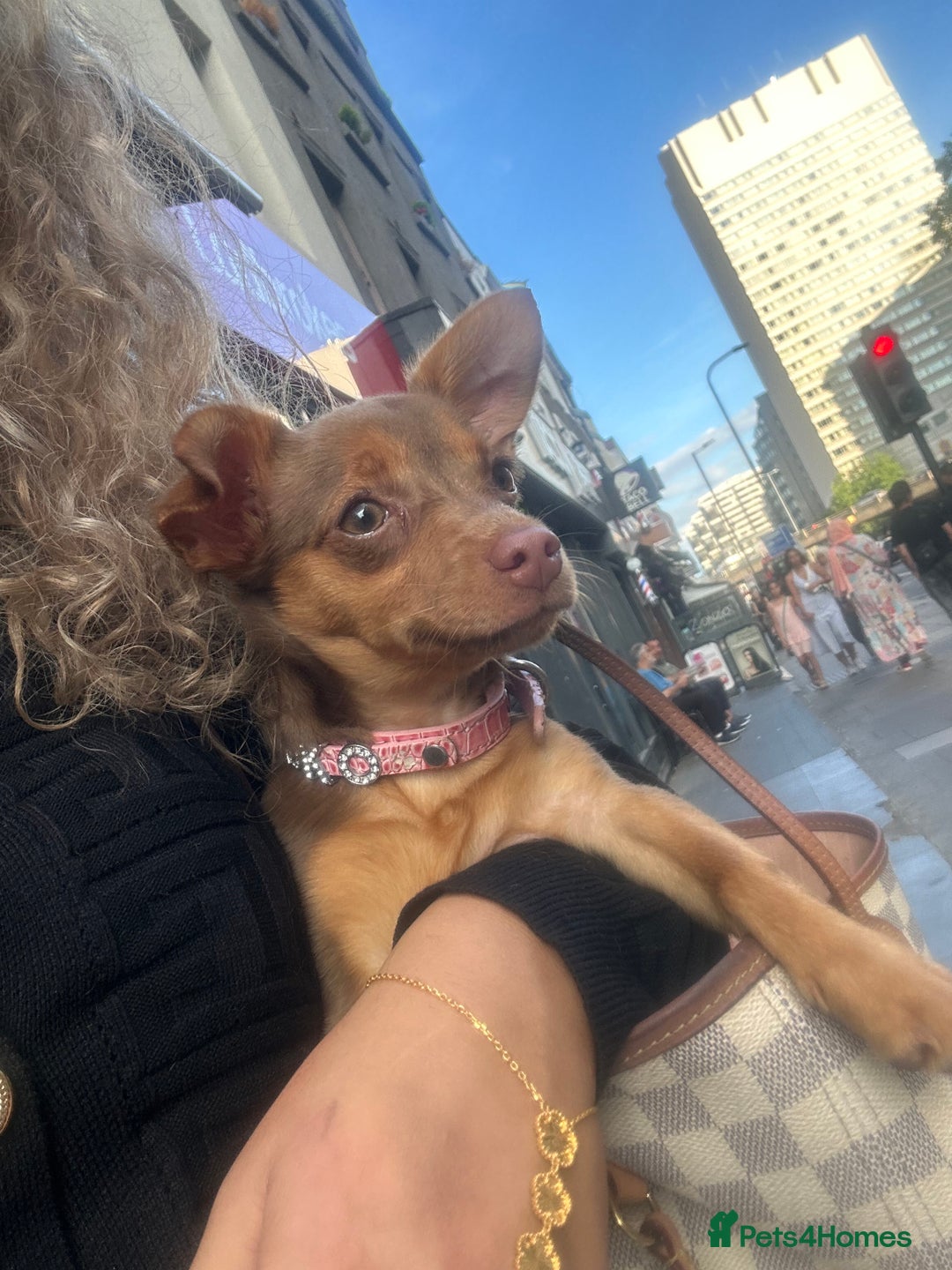 Mixed Breed dogs for sale: Cutest girl chihuahua 5 months, fits in my bag🥺 - Image 3